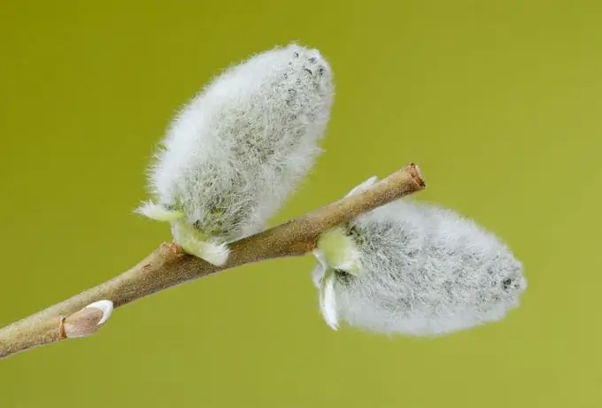 Bayram nima uchun "Palm Sunday" deb nomlangan