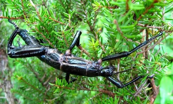 Homard des bois: l'insecte le plus rare de la planète