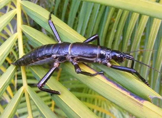 Homard des bois: l'insecte le plus rare de la planète