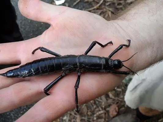 Homard des bois: l'insecte le plus rare de la planète