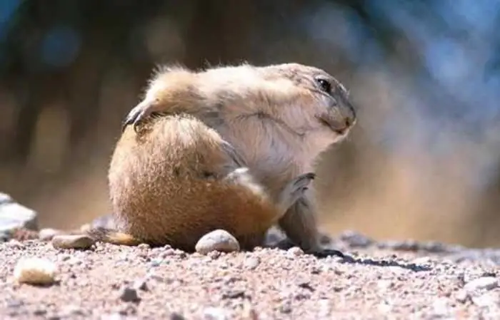 Què Significa L'expressió "dia De La Marmota"?