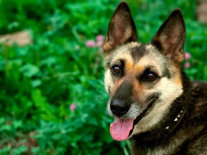 I cani da pastore diventano spesso protagonisti degli schermi televisivi