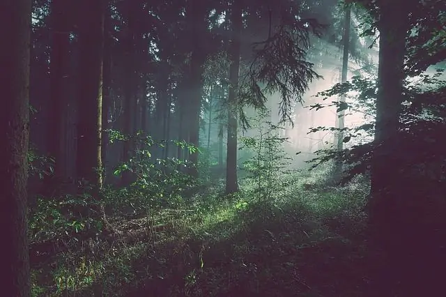 Hutan terkutuk