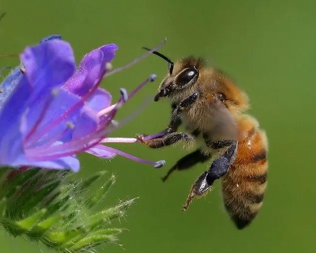 Como ven las abejas