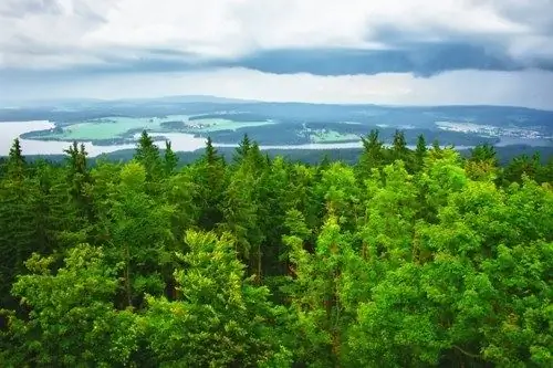 Hvordan delta i skogplanting