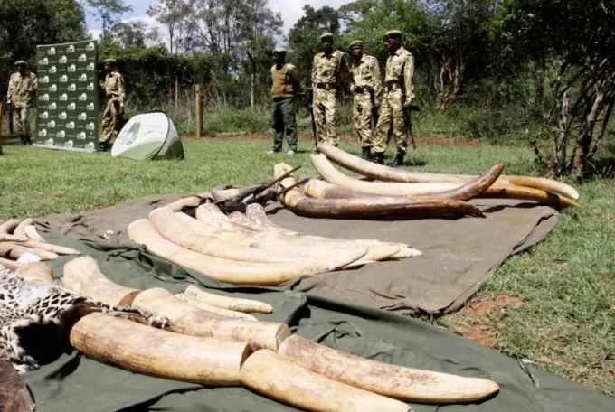 Por qué se han acumulado 50 toneladas de marfil en Zimbabwe