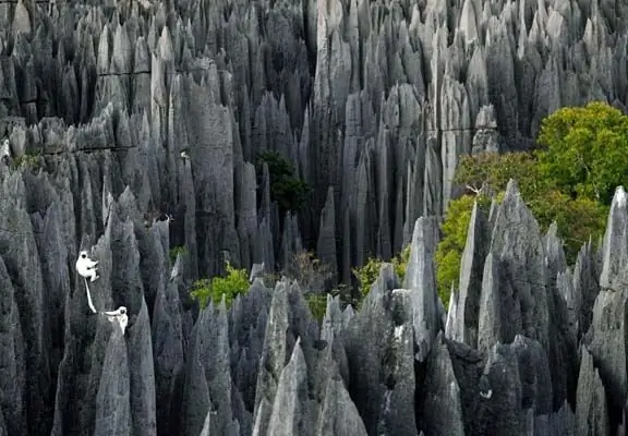 Planet yang menakjubkan: hutan batu